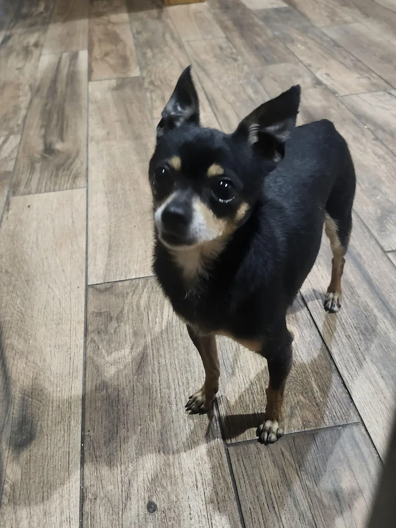 An adult small-sized male Tricolor (Brown, Black, & White) Chihuahua dog named Santiago for adoption in New Milford, CT