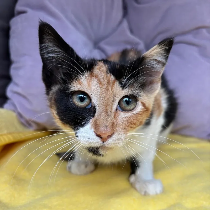 A baby small-sized female Calico Domestic Short Hair cat named CoCo for adoption in Long Beach, CA