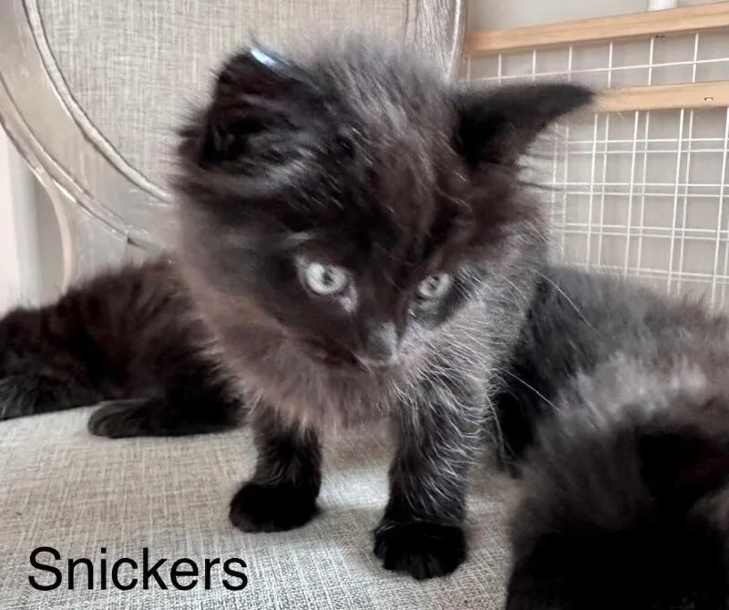 Snickers thumbnail 3