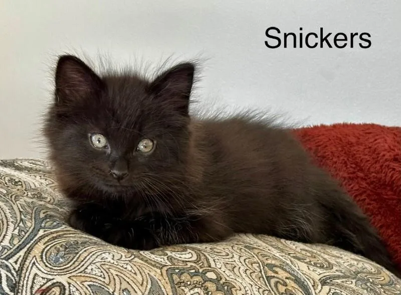 Snickers thumbnail 4