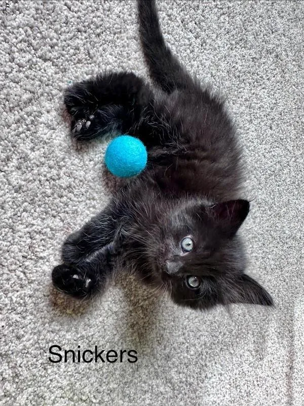 Snickers thumbnail 5