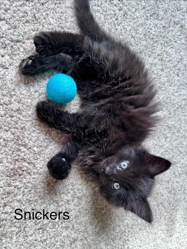 Snickers thumbnail 6