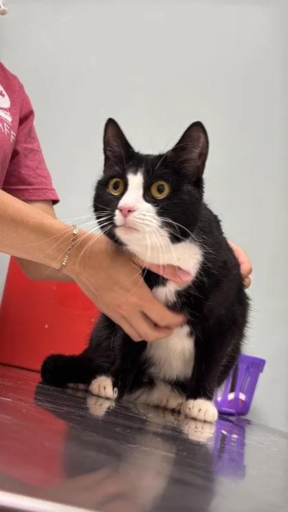 An adult small-sized female Black & White / Tuxedo Domestic Long Hair cat named Sweetie Simone for adoption in Annapolis, MD