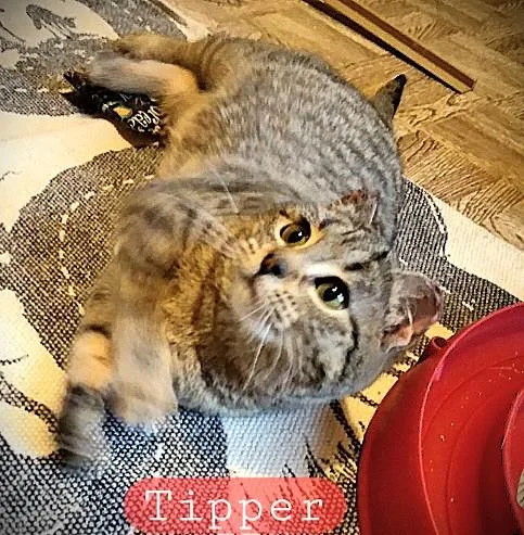 Tipper Aka The Little thumbnail 4
