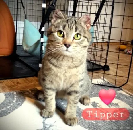 A baby small-sized female Tabby (Brown / Chocolate) Tabby cat named Tipper Aka The Little for adoption in Mankato, MN