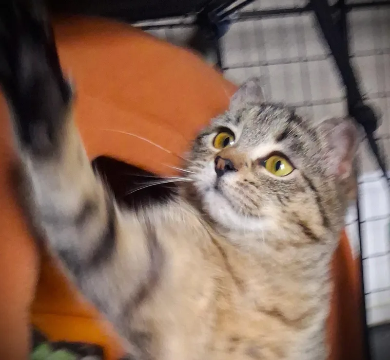 Tipper Aka The Little thumbnail 5