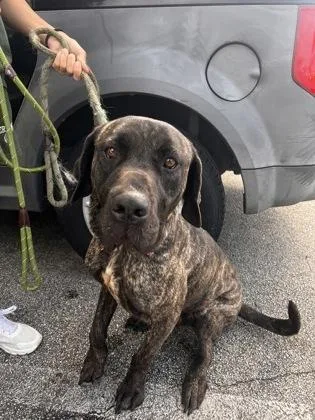An adult extra large-sized male Mastiff dog named Cato for adoption in Daytona Beach, FL