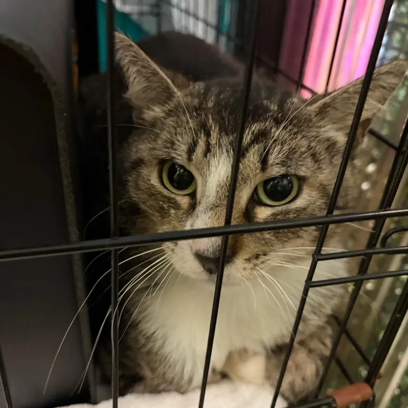 An adult medium-sized male Gray / Blue / Silver Domestic Short Hair cat named Cracken for adoption in Lake Jackson, TX