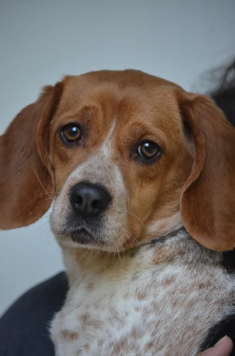 A young small-sized female Tricolor (Brown, Black, & White) Beagle dog named Poppy for adoption in Amissville, VA