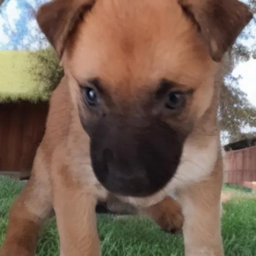 A baby small-sized female German Shepherd Dog dog named Violet for adoption in Las Vegas, NV