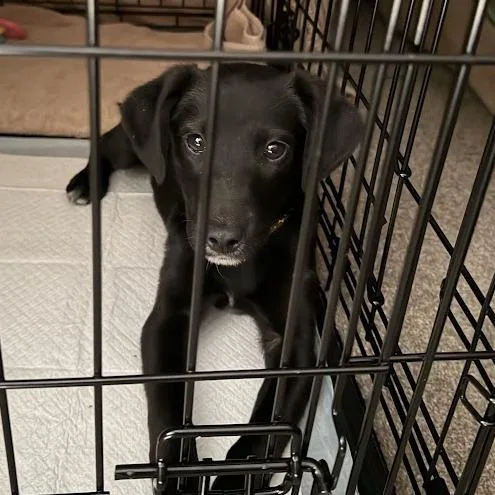 Selenium thumbnail 2