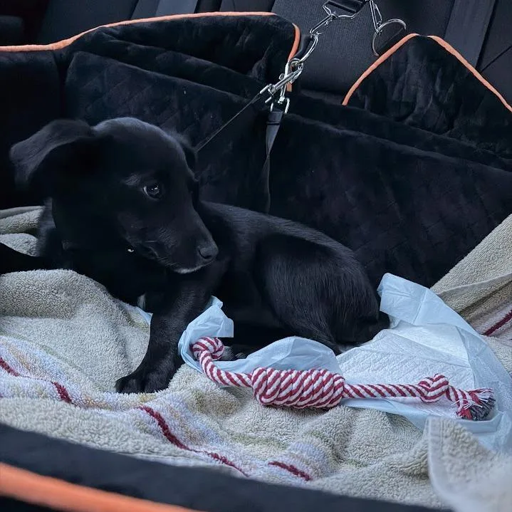 Selenium thumbnail 3