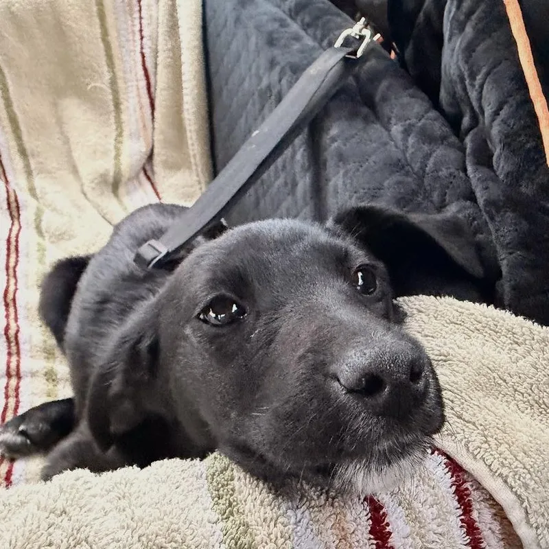 Selenium thumbnail 4