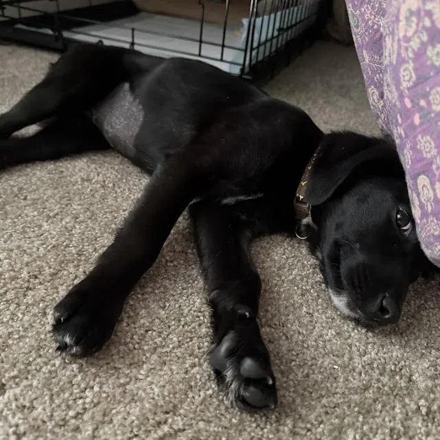 Selenium thumbnail 5