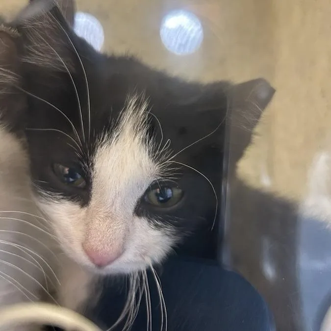 A baby small-sized male Brown / Chocolate Domestic Short Hair cat named Zeek for adoption in Salt Lake City, UT