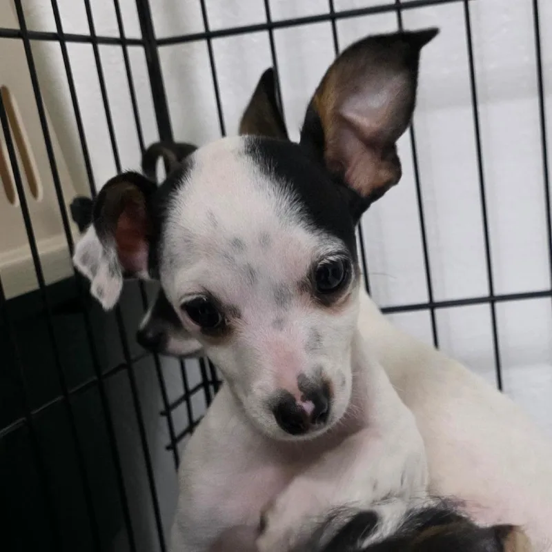 A baby small-sized male White / Cream Chihuahua dog named Mickie for adoption in Goltry, OK