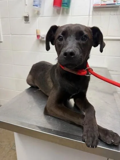A baby small-sized male Mixed Breed dog named Howlinwolf for adoption in Covington, LA