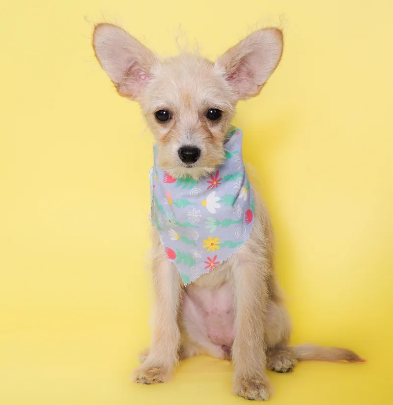 A baby small-sized female Apricot / Beige Chihuahua dog named Tulip for adoption in PHOENIX, AZ