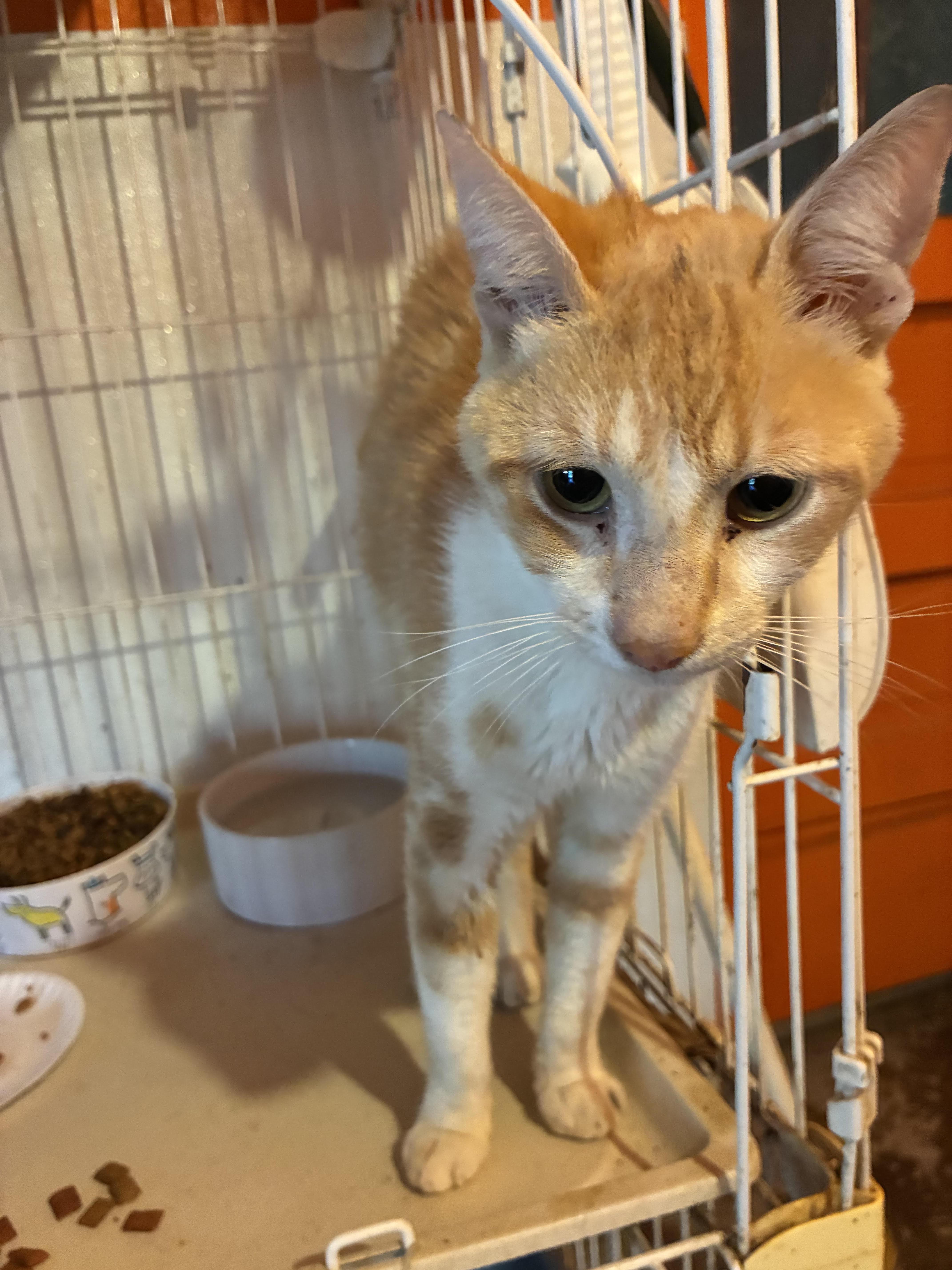 A baby medium-sized male Orange & White Domestic Short Hair cat named Jack for adoption in Howell, MI
