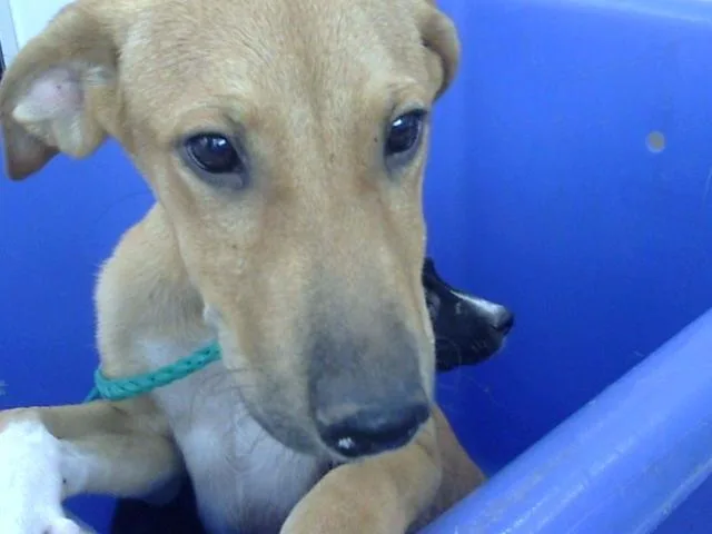 A baby large-sized female Mixed Breed dog named Nacho for adoption in Dallas, TX