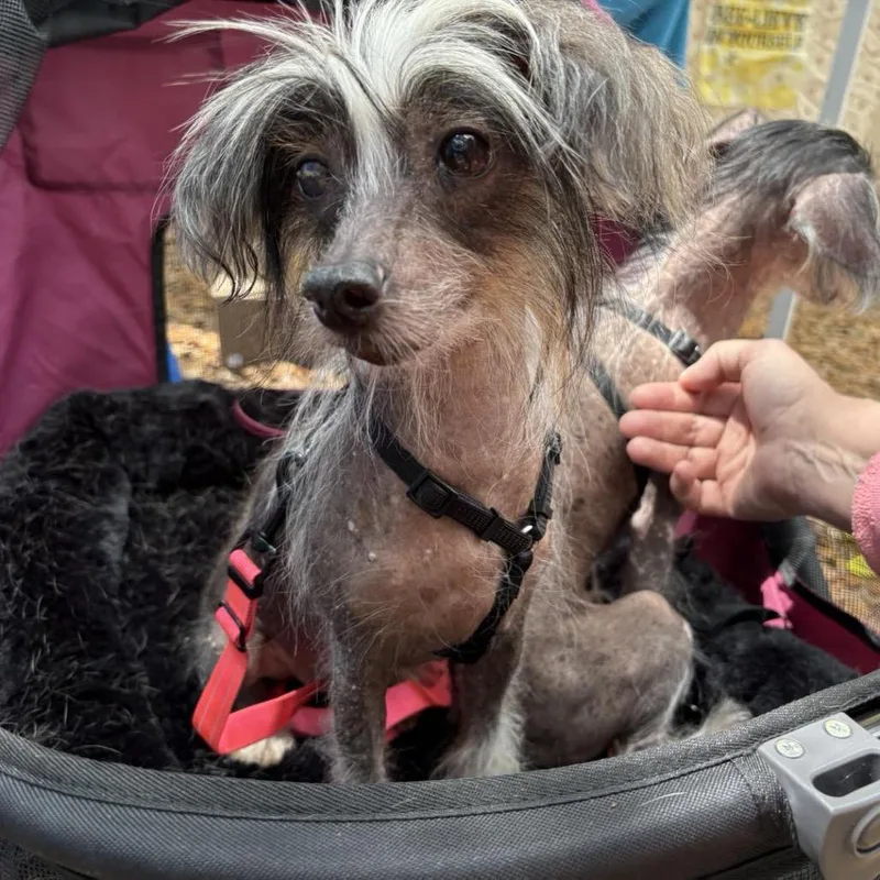 A senior small-sized female Black Chinese Crested Dog dog named Sabrina for adoption in Lutz, FL