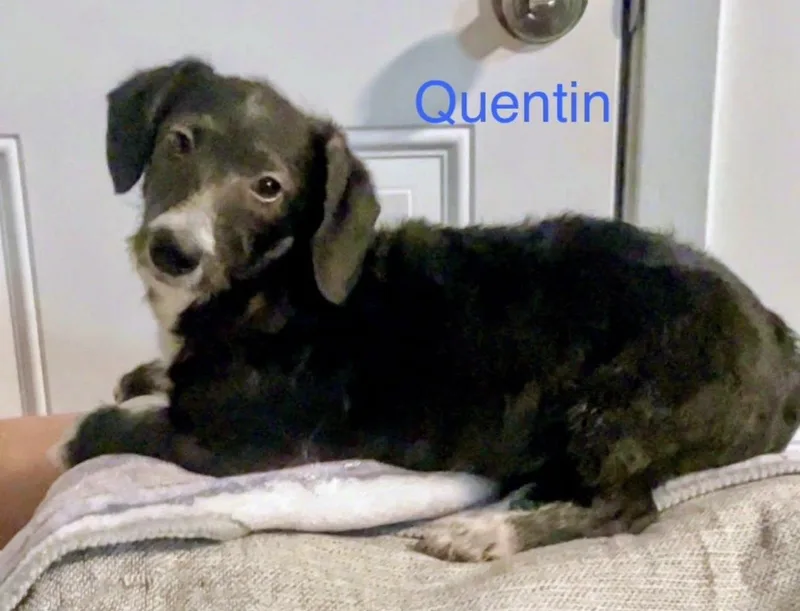 A baby small-sized male Chiweenie dog named Quentin for adoption in Fairfield, NJ