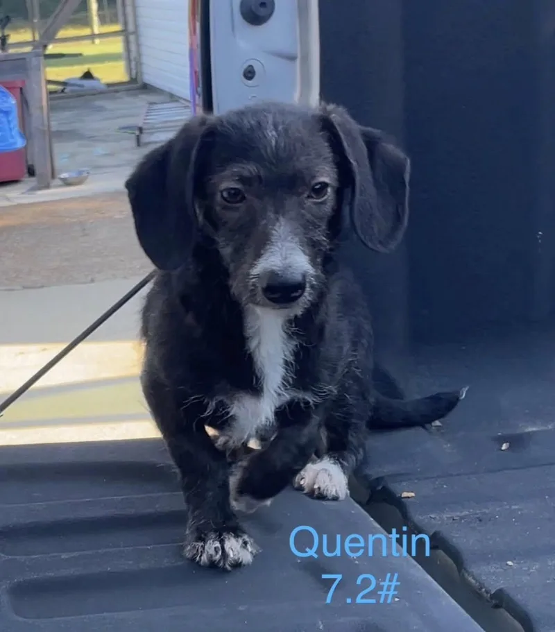 Quentin thumbnail 2