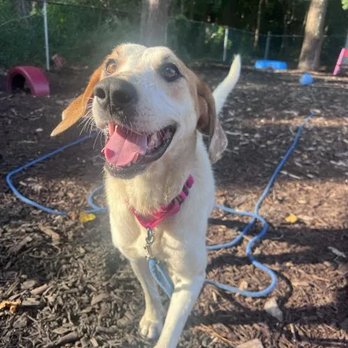A baby medium-sized female Yellow / Tan / Blond / Fawn Mixed Breed dog named Kashi for adoption in Toms River, NJ