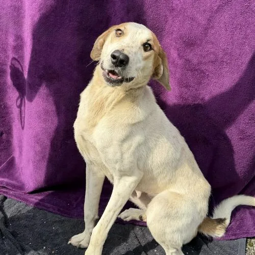 Kashi thumbnail 4