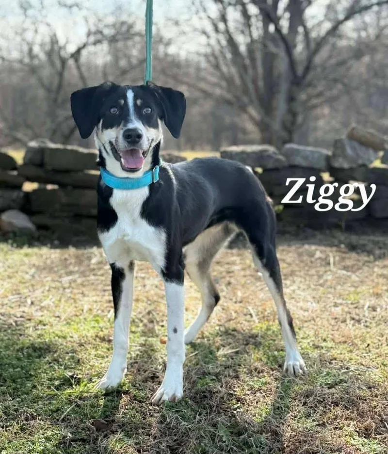 A young medium-sized male Black Labrador Retriever dog named Ziggy for adoption in Covington, TN