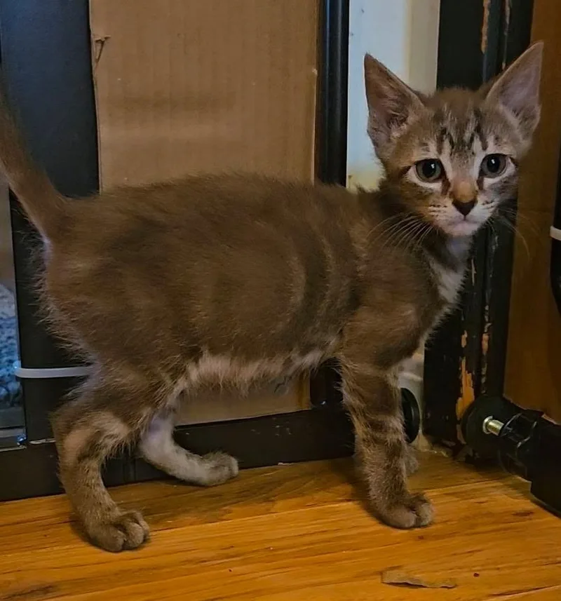 A baby medium-sized female Tabby (Brown / Chocolate) Domestic Short Hair cat named Betty for adoption in Pasco, WA