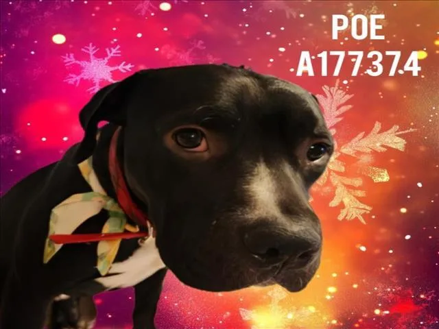 A young medium-sized male Pit Bull Terrier dog named Edgar Allen Poe for adoption in Tulsa, OK