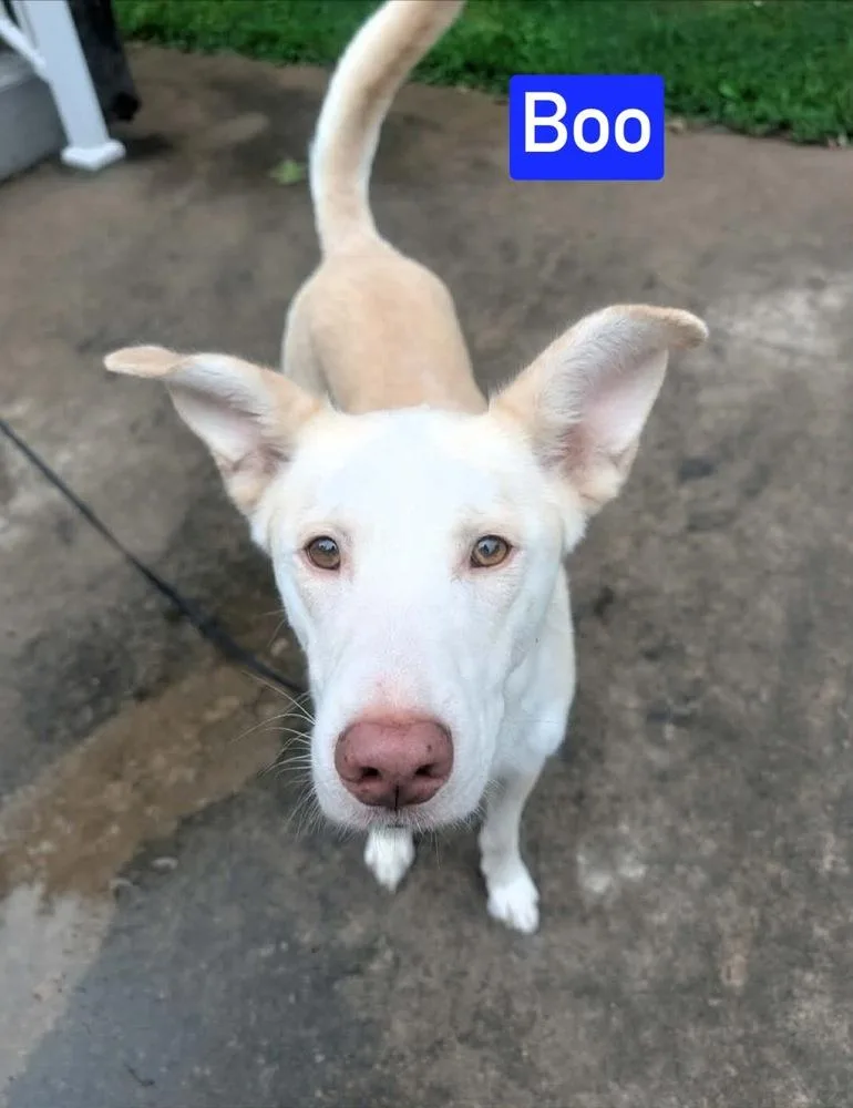 Boo