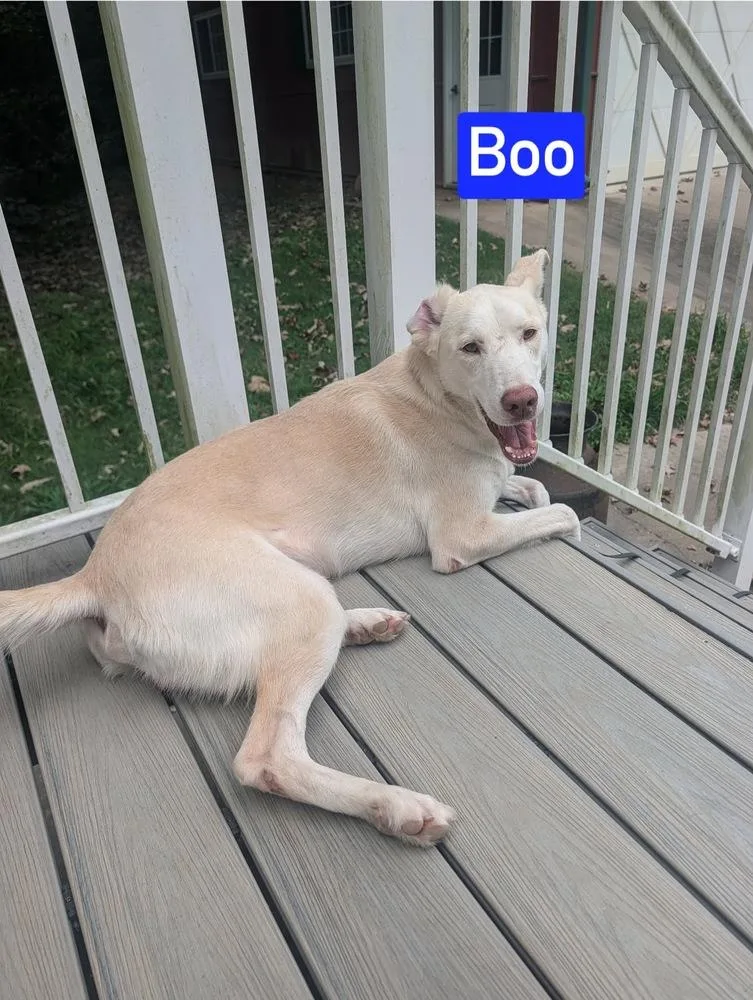 Boo thumbnail 2