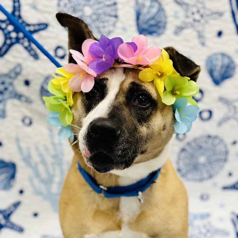 An adult large-sized female Tricolor (Brown, Black, & White) Akita dog named Hazel for adoption in Manahawkin, NJ