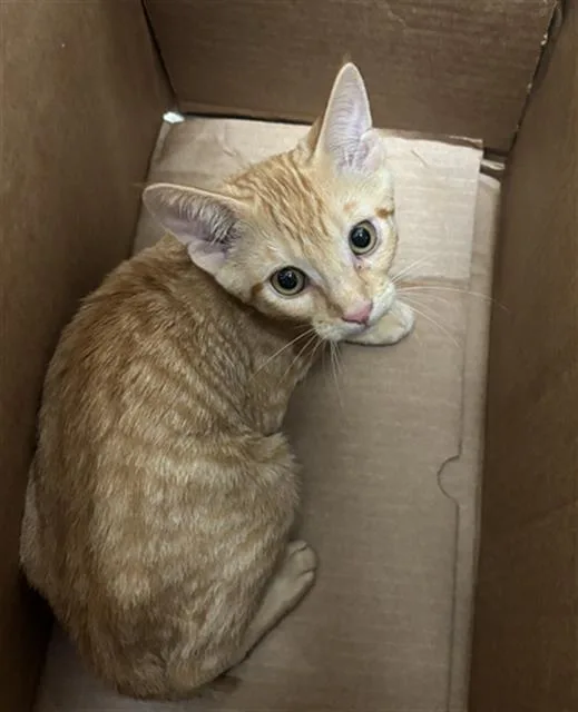 A baby medium-sized female Domestic Short Hair cat named Sage for adoption in Dallas, TX