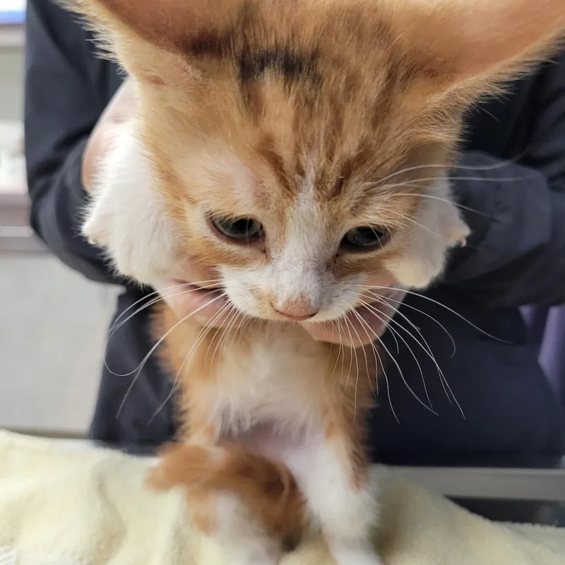 A baby small-sized male Orange / Red Domestic Short Hair cat named Smudge for adoption in Newark, NJ