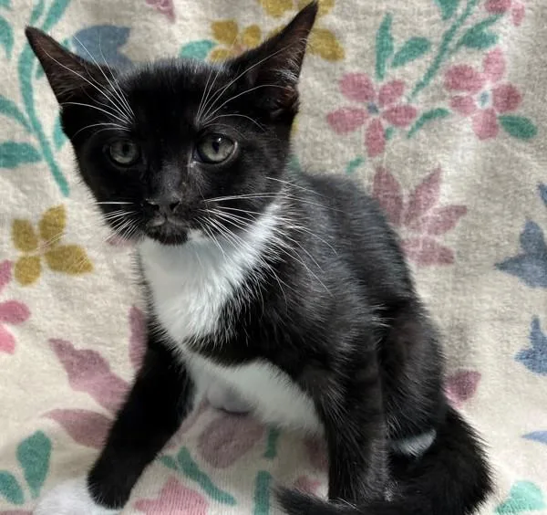 A baby small-sized female Domestic Short Hair cat named Sharon for adoption in Staten Island, NY