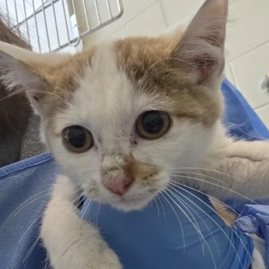 A baby medium-sized male Orange / Red Domestic Short Hair cat named Oakland for adoption in Lakewood, CO