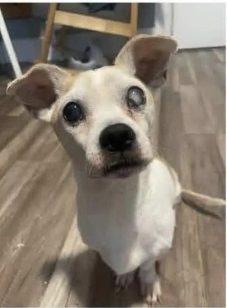 A senior small-sized male Apricot / Beige Chihuahua dog named Max Murdock for adoption in Newfoundland, NJ