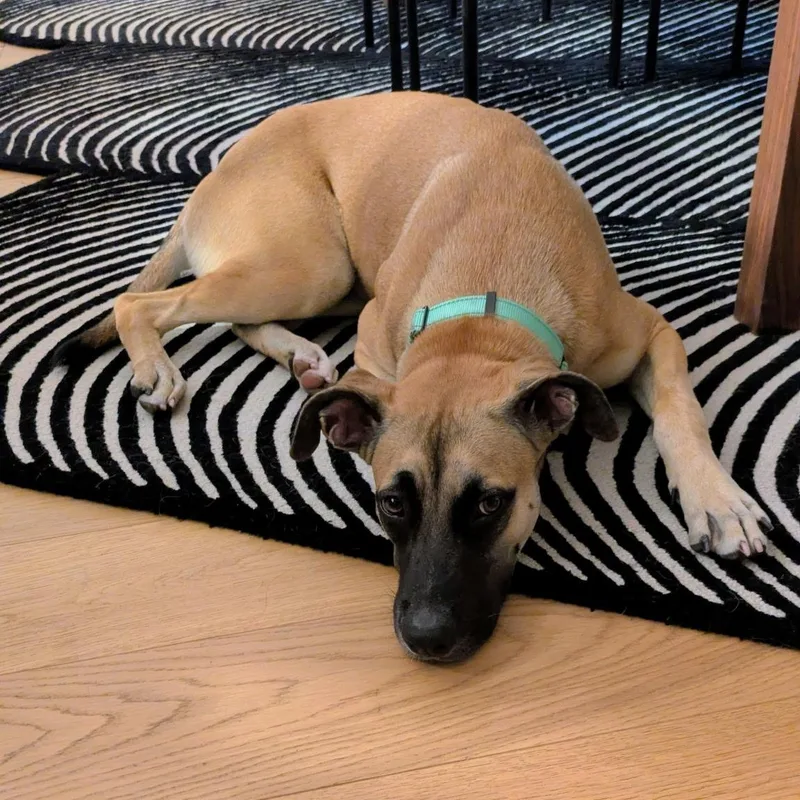 A young medium-sized female Yellow / Tan / Blond / Fawn Black Mouth Cur dog named Miss Scooby for adoption in Houston, TX