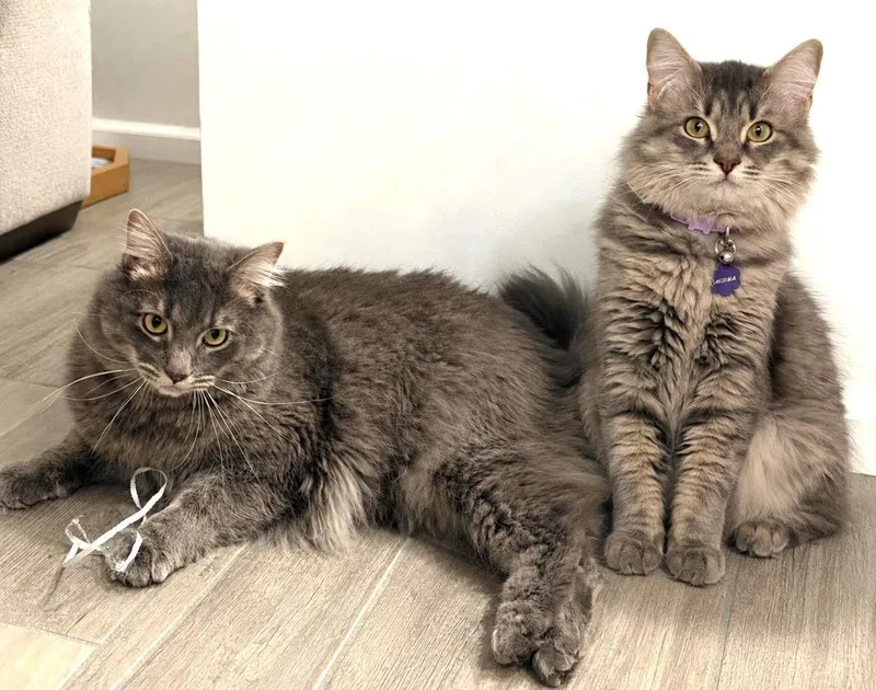 An adult medium-sized male Domestic Long Hair cat named Link Twilight Bonded To for adoption in Chandler, AZ