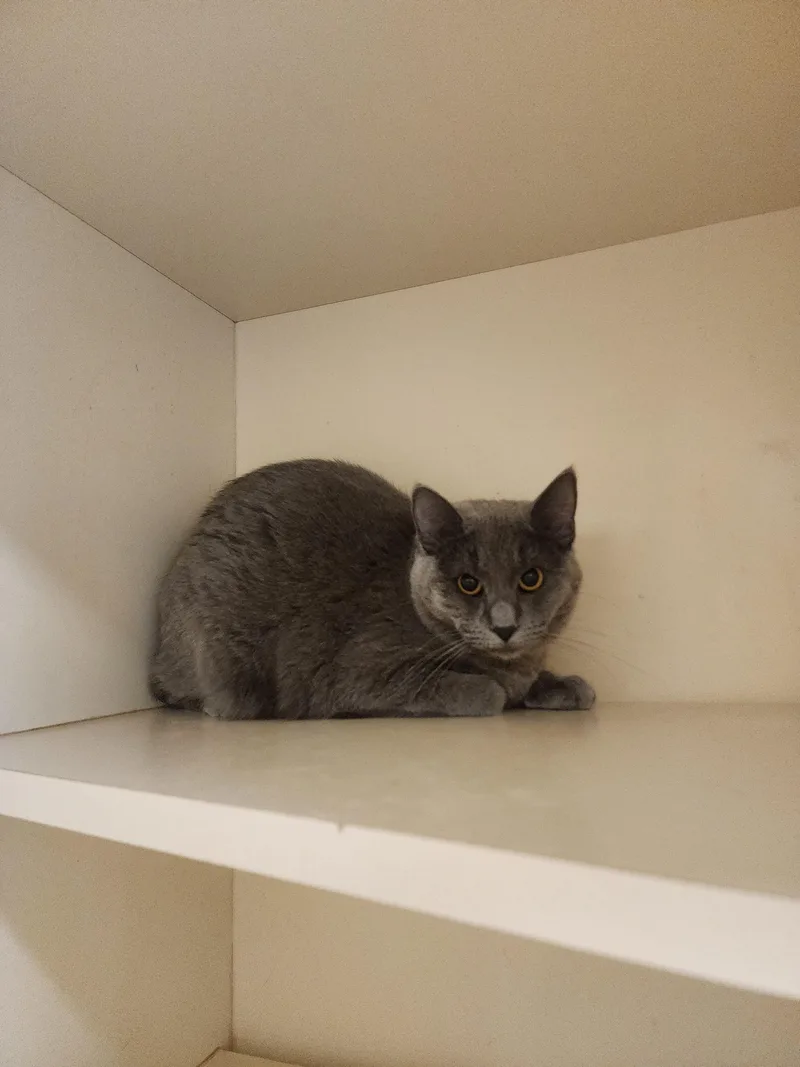 A young medium-sized female Domestic Short Hair cat named 25-378 for adoption in Ridgecrest, CA