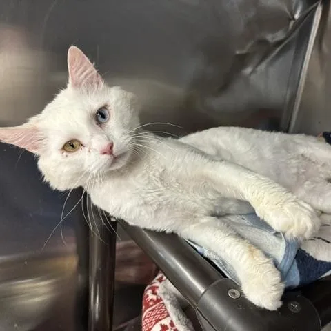 An adult medium-sized male White Domestic Long Hair cat named Bowie for adoption in Braintree, MA