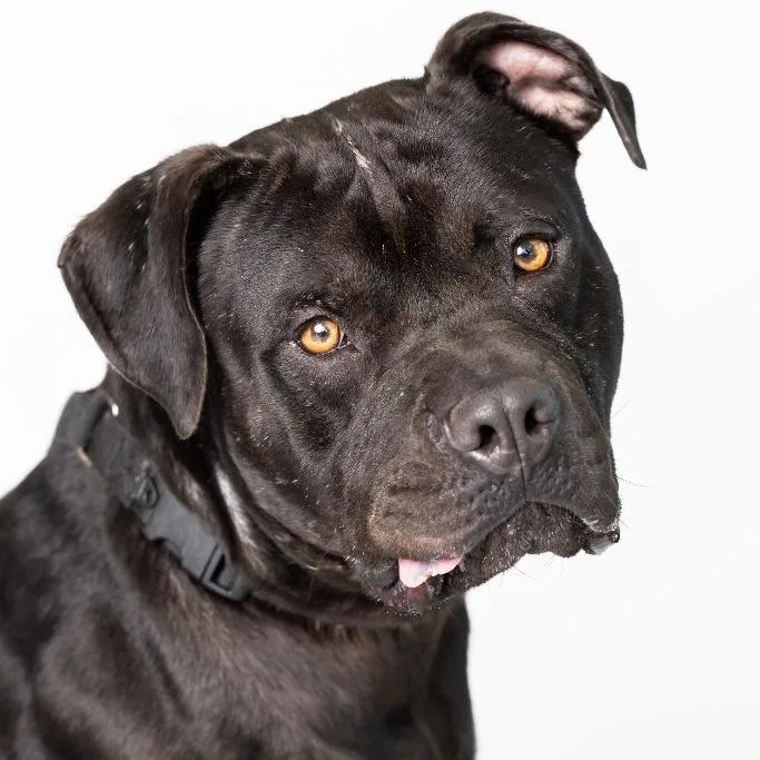 An adult large-sized male Black Mixed Breed dog named Ace Ventura for adoption in Dearborn, MI