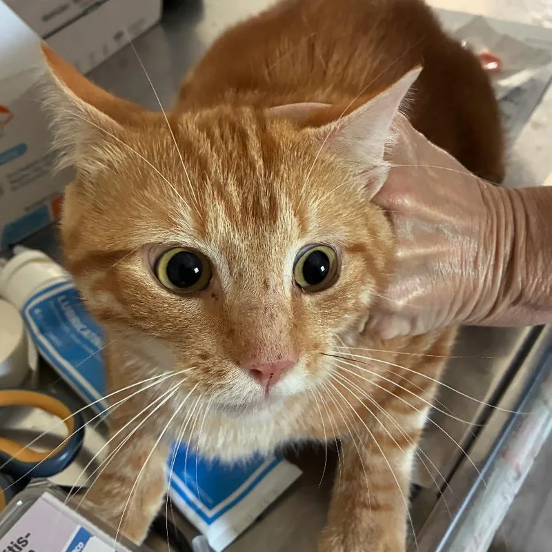 A young medium-sized male Domestic Short Hair cat named Gorbachev for adoption in Hattiesburg, MS