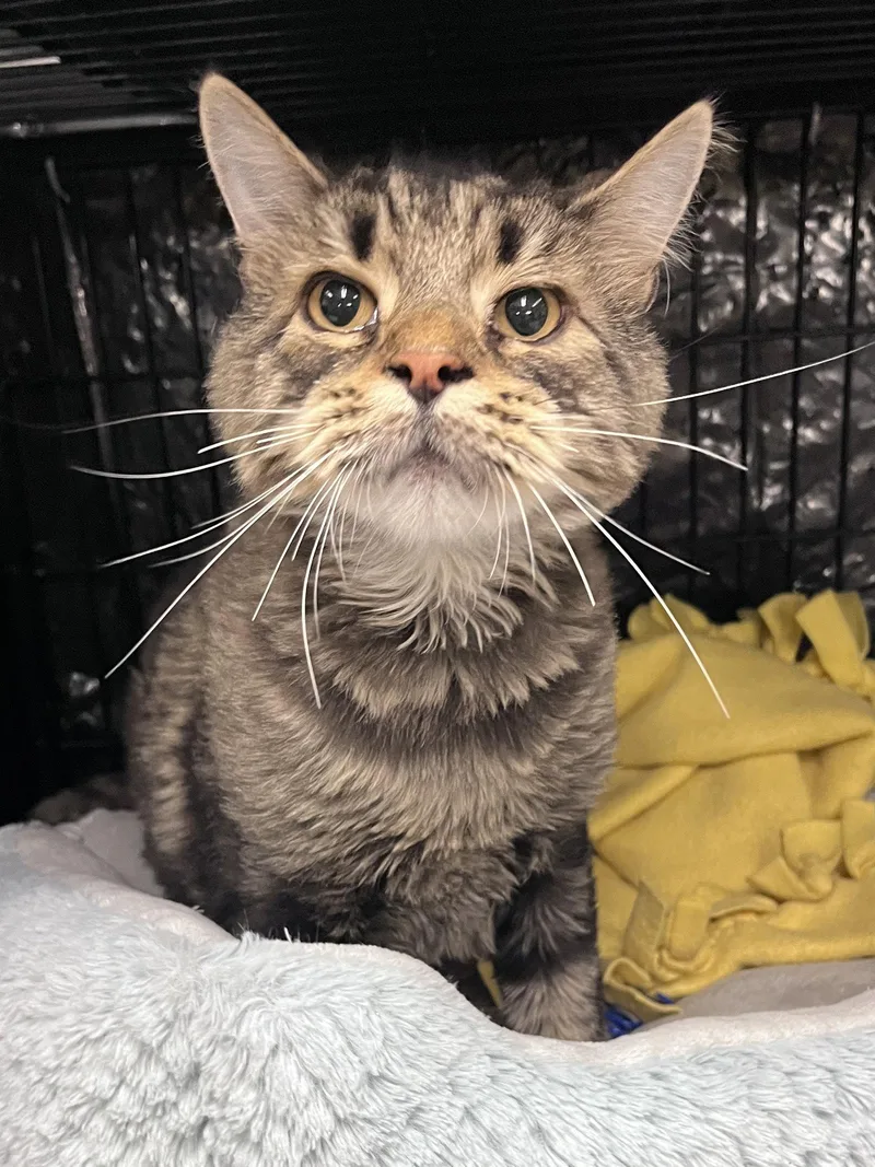An adult medium-sized male Domestic Long Hair cat named Coco RM for adoption in Rockaway, NJ