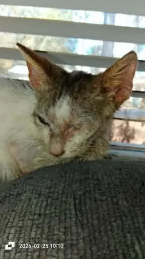 A young large-sized female Domestic Short Hair cat named Julius for adoption in Spring Hill, FL