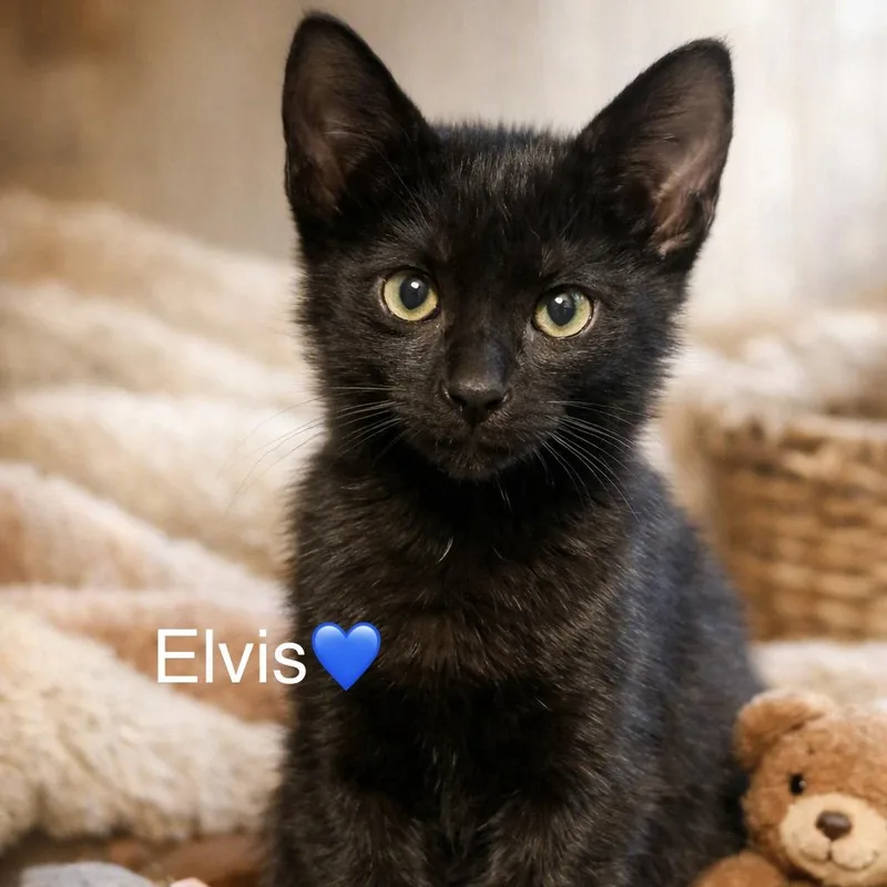 A baby small-sized male Black Domestic Short Hair cat named Elvis for adoption in Peachtree City, GA