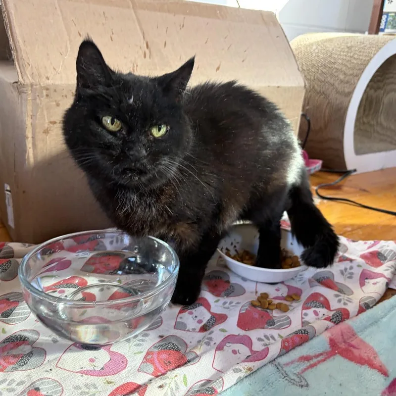 A senior small-sized female Black Domestic Short Hair cat named Princess Mitski for adoption in Hopkinton, MA